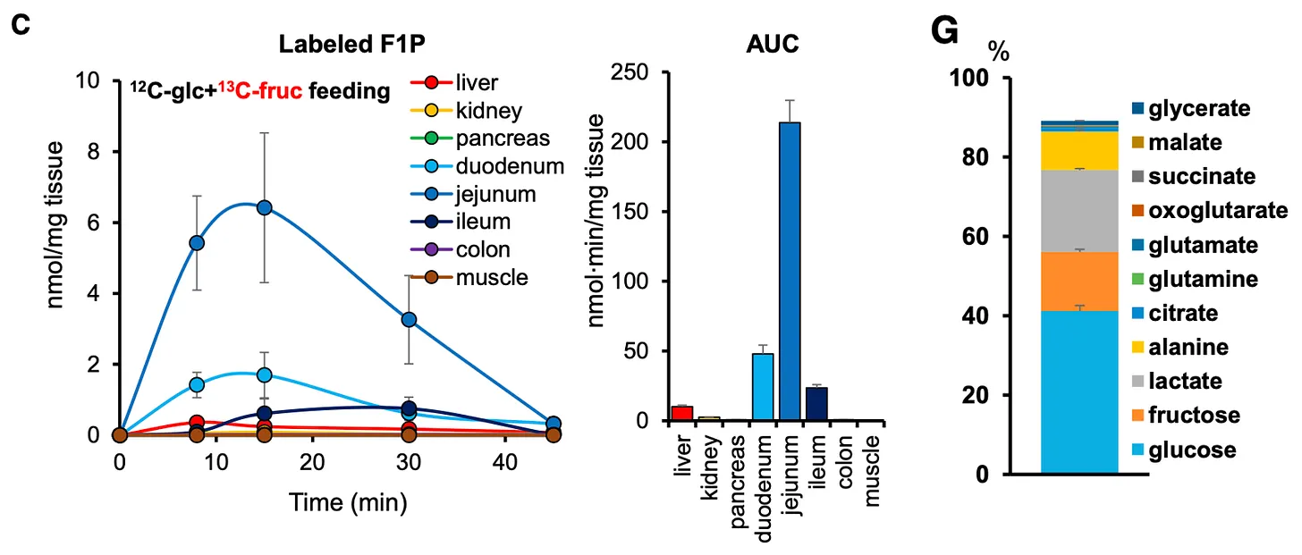 Grafy koncentrace značeného F1P v různých tkáních v čase a zastoupení metabolitů.