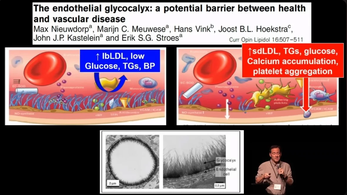 Schémata cévní stěny s glykokalyxem a mikroskopické snímky jeho struktury.
