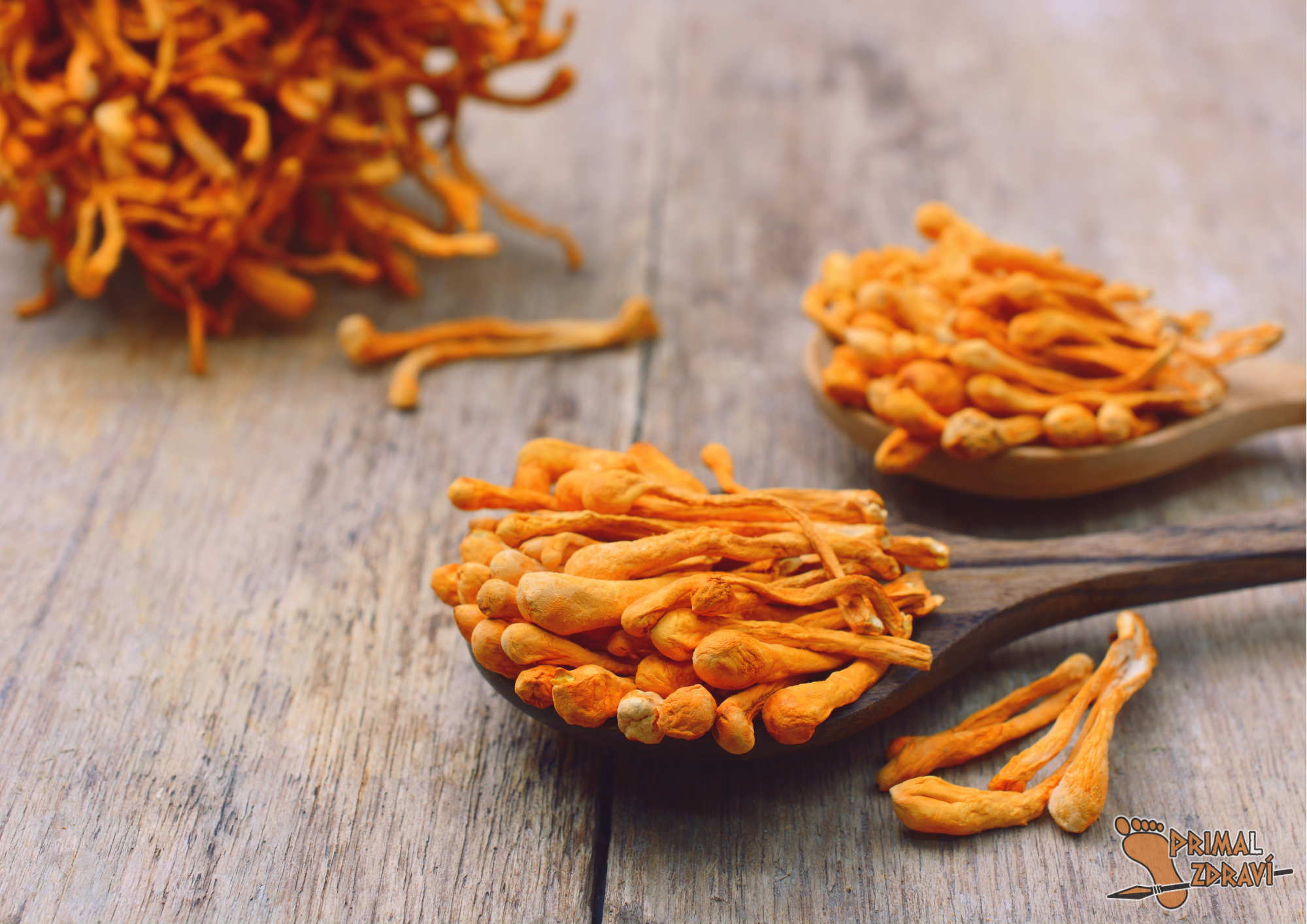 Cordyceps