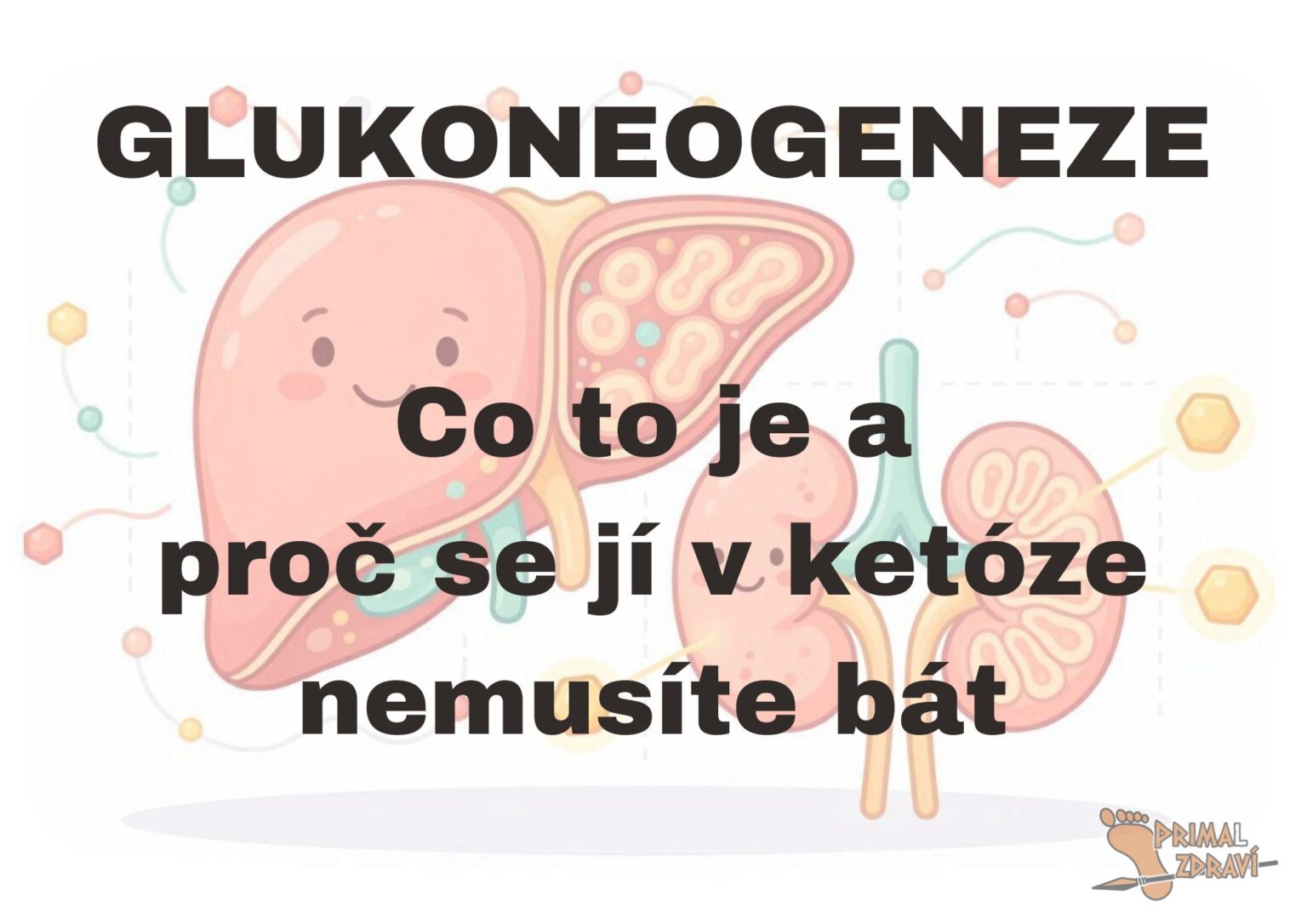 glukoneogeneze