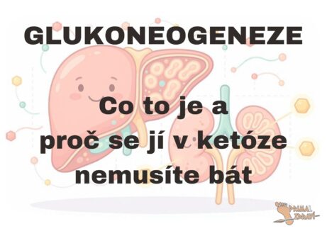 glukoneogeneze